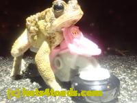 /home//u458753944/public_html/sourcegallery////////////////////////////Roxborough Toad Detour/2023/2023-03-23/P3230629.JPG